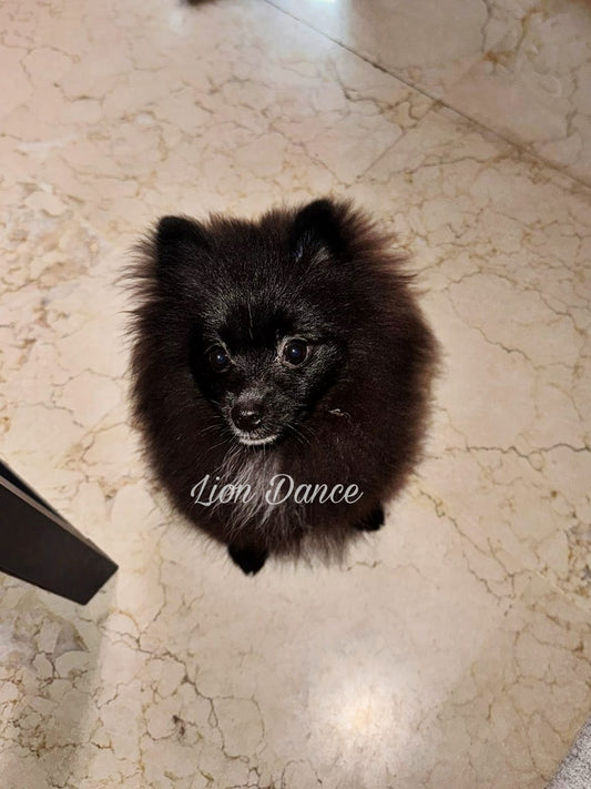 Lion Dance Baltasar vive con María en Sevilla