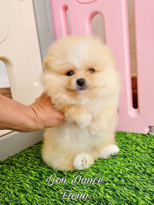 Lion Dance Fionn (cachorro pomerania crema)