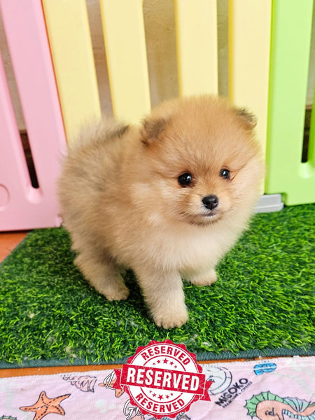 Lion Dance Gabriel (cachorro pomerania crema sable)