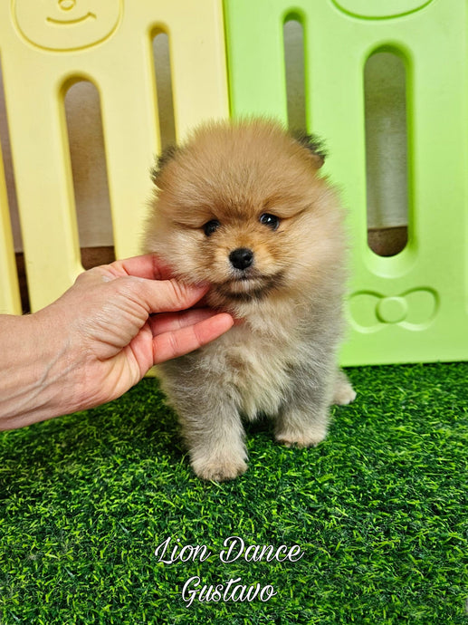 Lion Dance Gustavo (cachorro pomerania naranja sable claro)