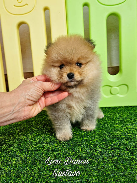 Lion Dance Gustavo (cachorro pomerania naranja sable claro)