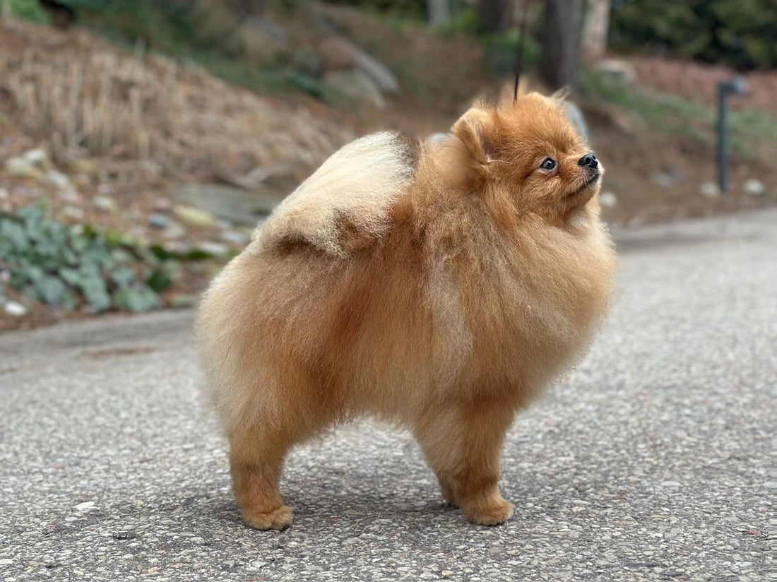 Baronas, Tauro Kennel JP Baronas