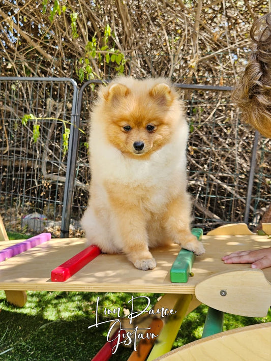 Lion Dance Gustavo vive con Alexa y su familia en Madrid