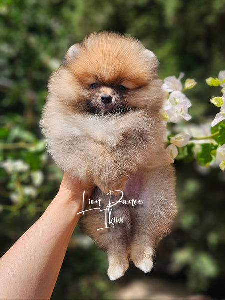 Lion Dance IKiwi (cachorro toy naranja sable)