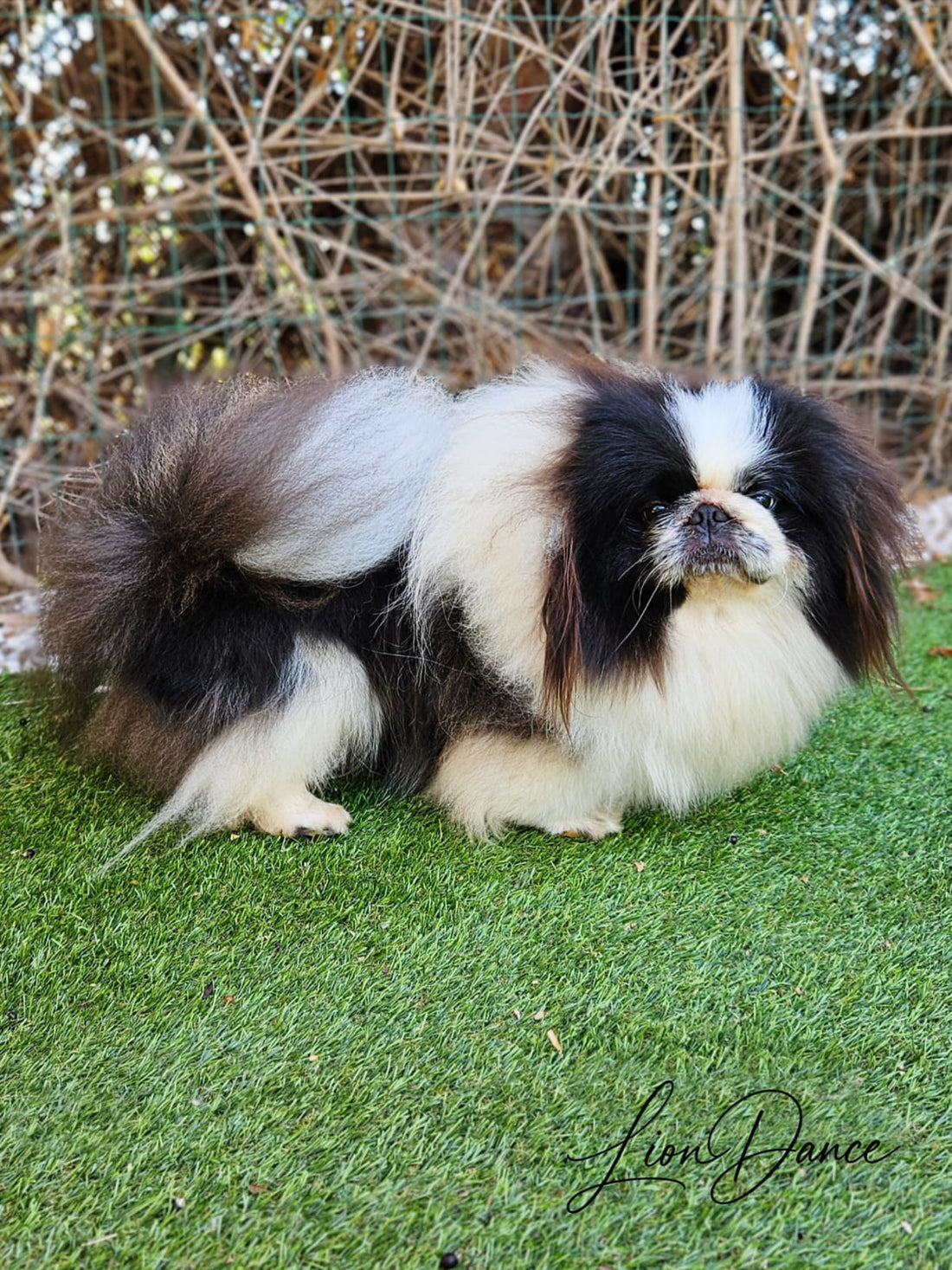Lion Dance Joy of Colors, Panda