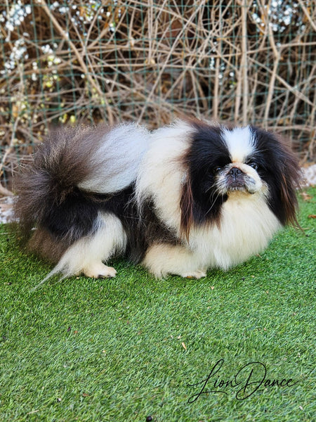 Lion Dance Joy of Colors, Panda