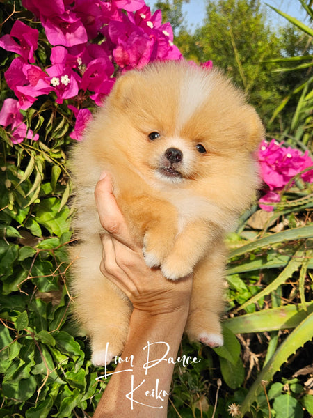 Lion Dance Keiko (cachorro pomerania crema melocotón