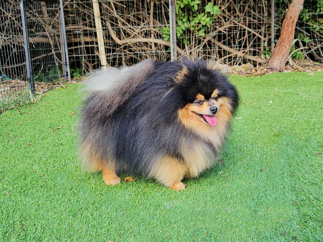 Lyric, Lyric de Miniyo Poms