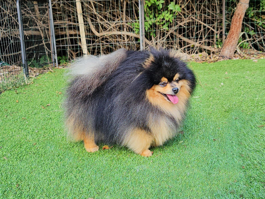 Lyric, Lyric de Miniyo Poms