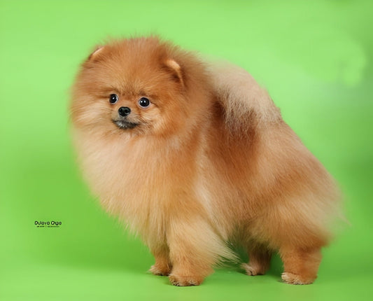 Óscar , Okster Red ot Pandy Sharm