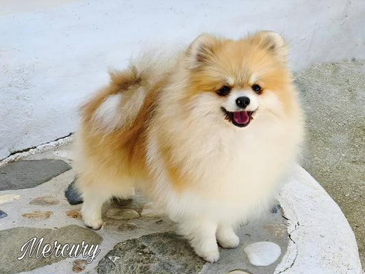 Mercury, Tauro Kennel JP Mercury