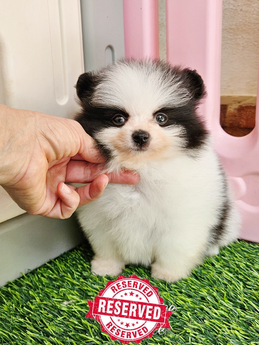 Lion Dance Florence,  Simba, vive con Halyna en Madrid