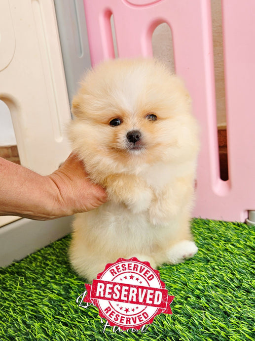 Lion Dance Fionn (cachorro pomerania crema)
