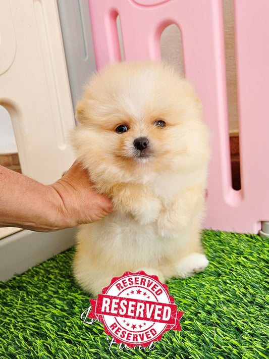 Lion Dance Fionn, ahora Fluffy, vive con Farida entre Marbella y Mónaco