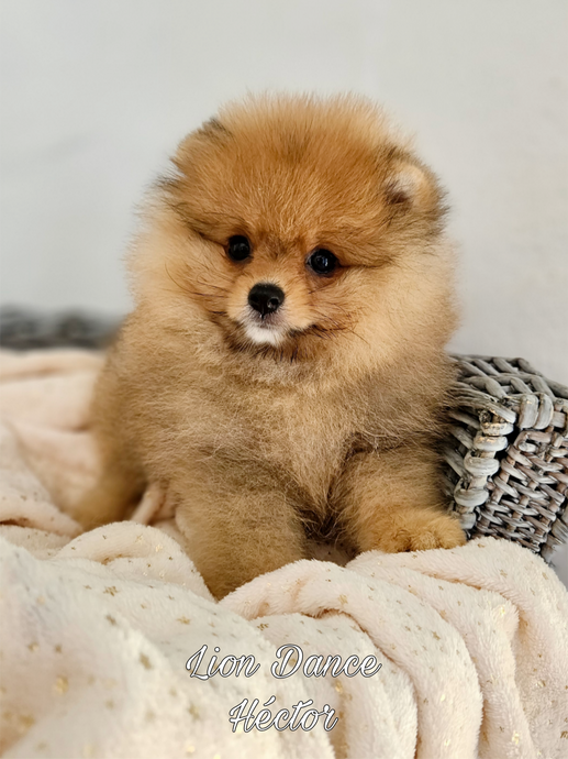 Lion Dance Héctor (cachorro pomerania naranja claro)