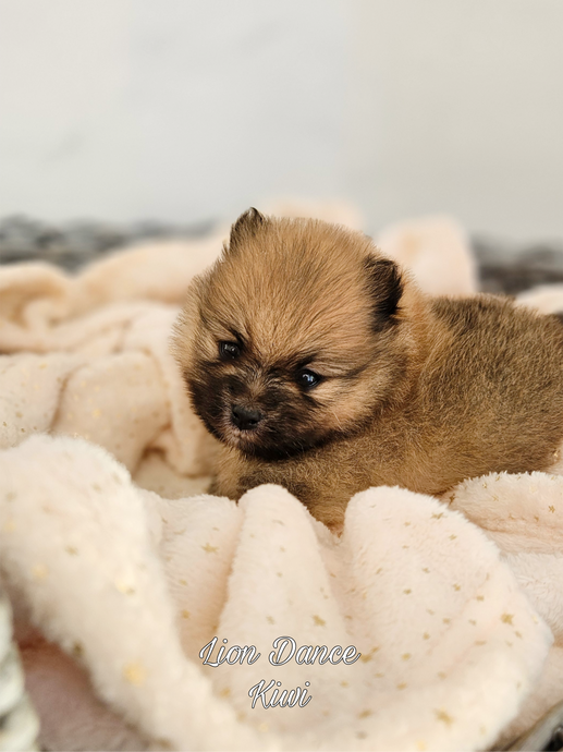 Lion Dance Kiwi (cachorro toy naranja sable)