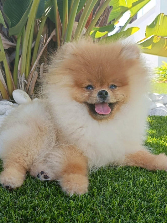 Lion Dance Eros vive con Sergio y su familia de Huelva