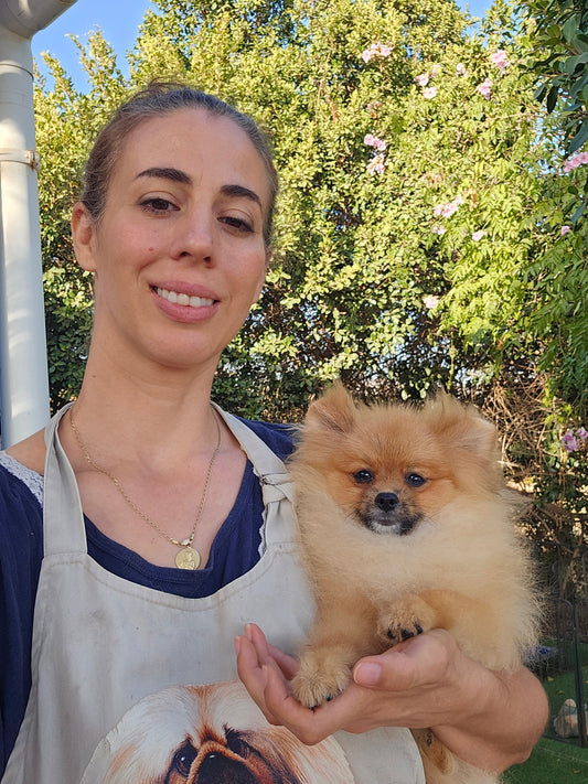 ¿Existe el Pomerania Toy? Toda la verdad sobre el Spitz Alemán, sus tallas y los términos más usados