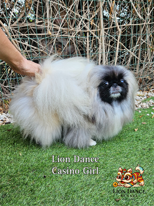 Lion Dance Casino Girl , pekinesa