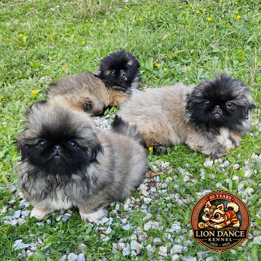 “Twins Puppy Syndrome”: Por qué no es buena idea incorporar a la familia dos cachorros a la vez