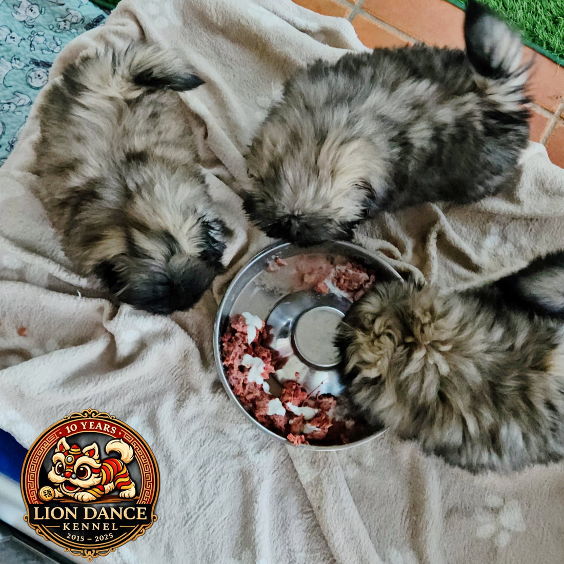 Guía de Alimentación para Cachorros de Pomerania y Pekinés: Nutrición saludable desde el primer día