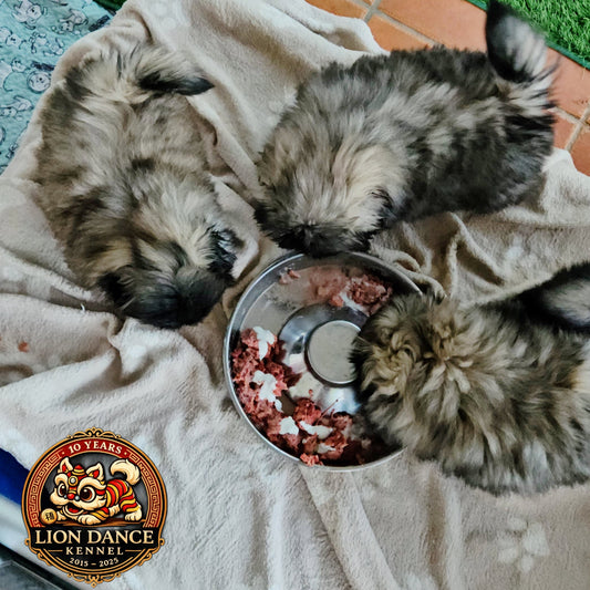 Guía de Alimentación para Cachorros de Pomerania y Pekinés: Nutrición saludable desde el primer día