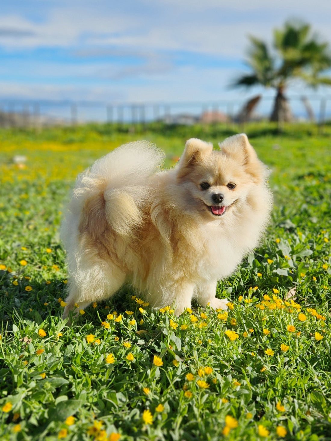 Anais (Pomerania crema)