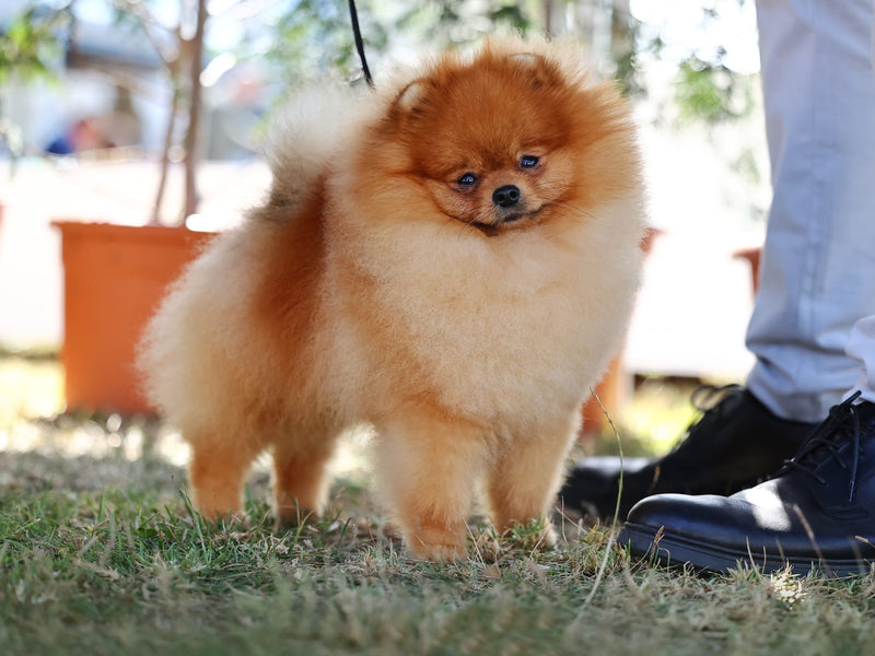 Mickie (Campeón Tauro Kennel JP Rapijus)