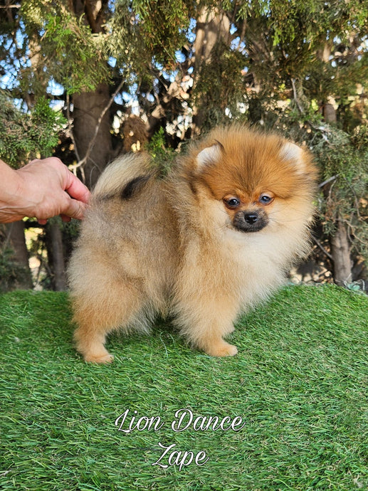 Lion Dance Zape (Pomerania Mini Disponible)