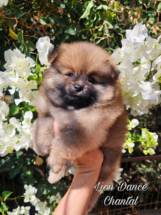 Lion Dance Chantal (Cachorra Pomerania Naranja Sable)