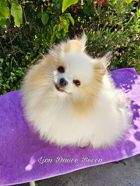 Lion Dance Becca (Pomerania Particolor Blanco y Crema)