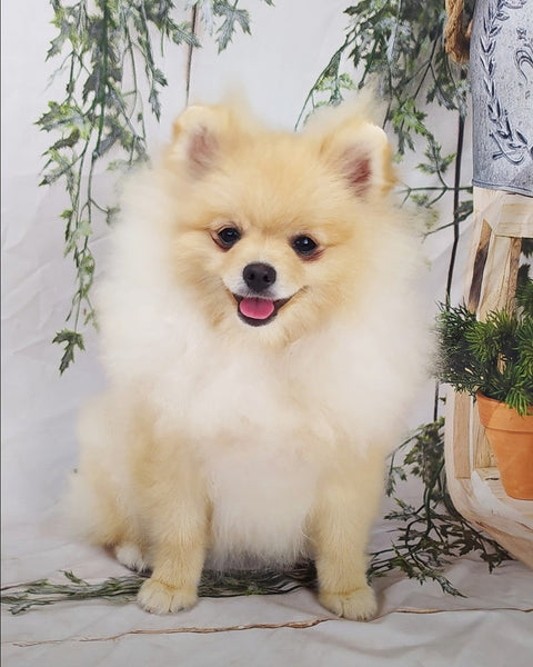 Anais (Pomerania crema)