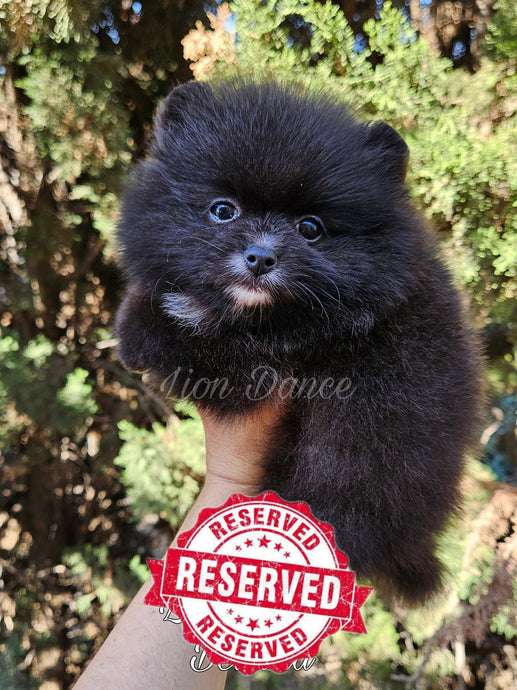 RESERVADA Lion Dance Belinda (Cachorra pomerania mini Negro Humo)