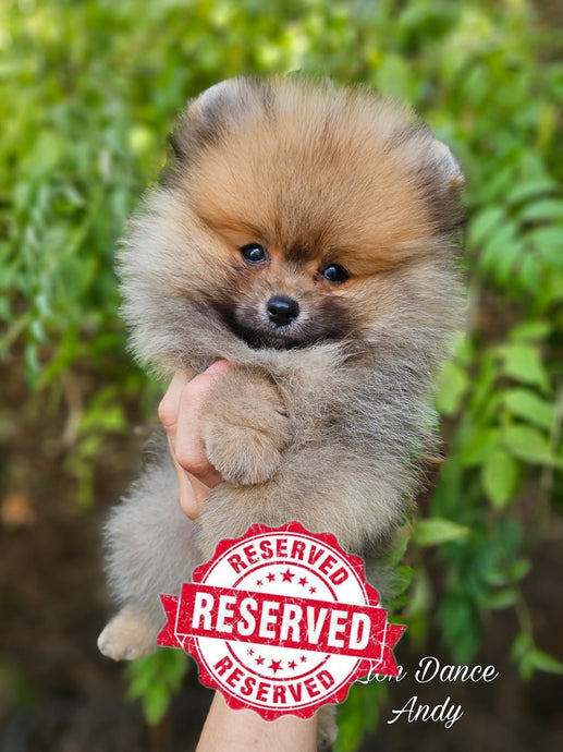 RESERVADO Lion Dance Andy (pomerania mini naranja sable)