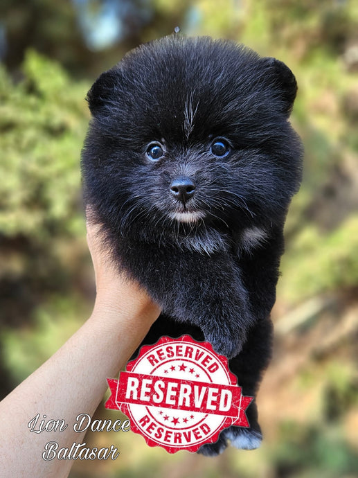 Lion Dance Baltasar (Pomerania mini Negro Azabache)