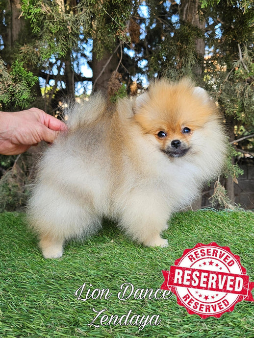 Lion Dance Zendaya (Cachorra Pomerania Mini)