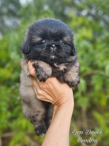 Cachorra de Pekinés de Lele y Cash