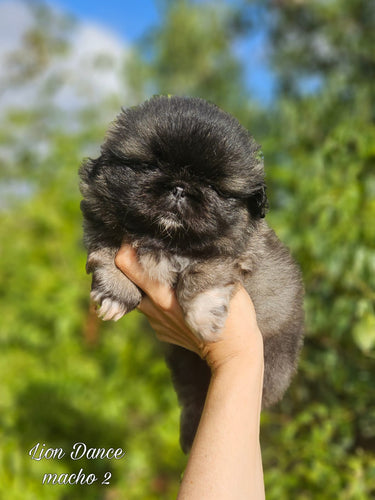 Cachorro de Pekinés de Lele y Cash (macho 2)