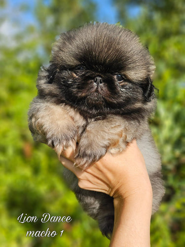 Cachorro de Pekinés de Lele y Cash (macho 1)